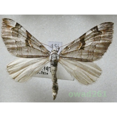 Aplocera praeformata (Hübner, 1826) Czech45i